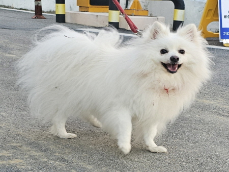 횡성유기동물보호센터_442426202400475